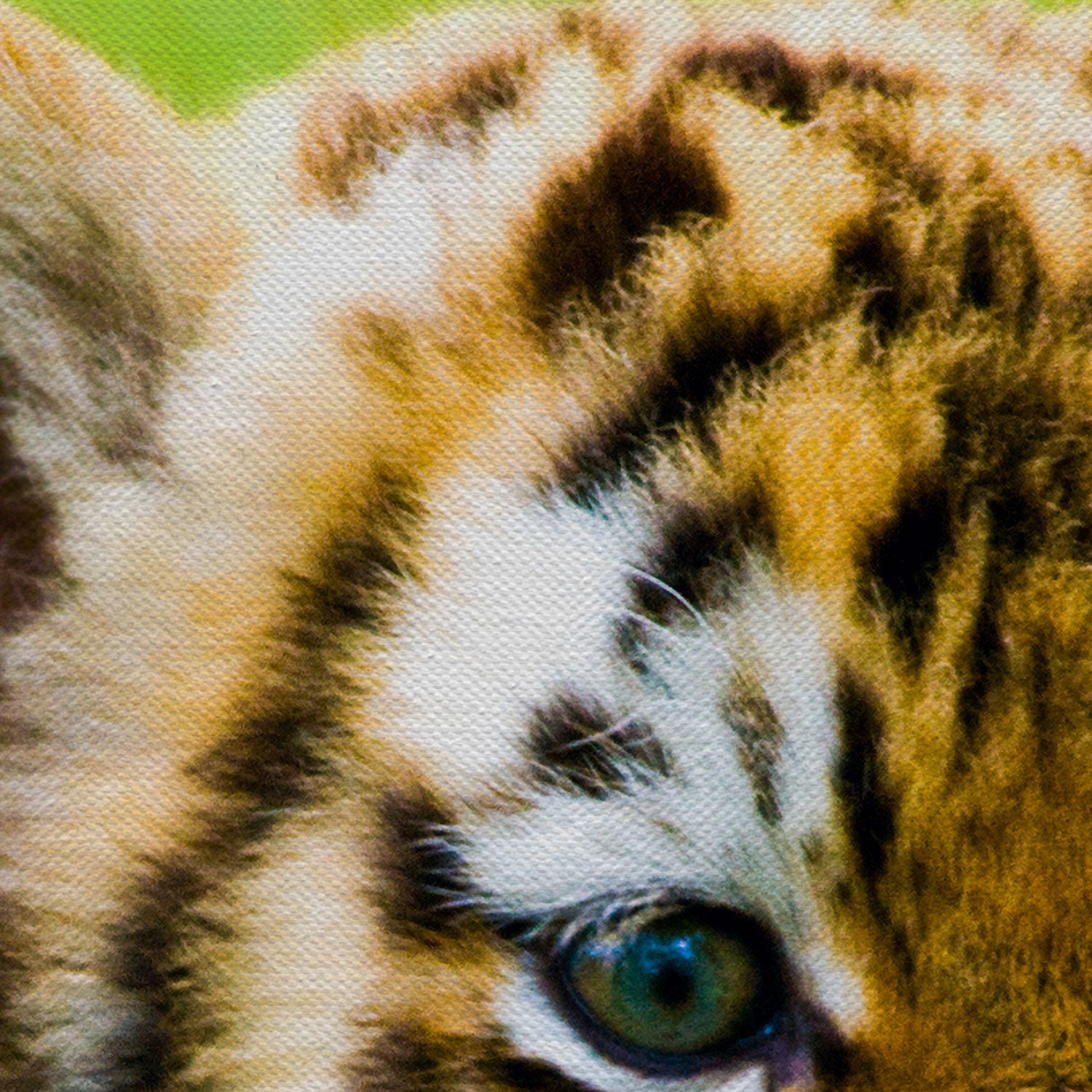 Baby Tiger Wall Art Canvas